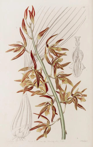 Sydenham Edwards - Striped Houlletia.webp