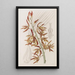 Houlletia rayée - Sydenham Edwards — framed artwork on a wall