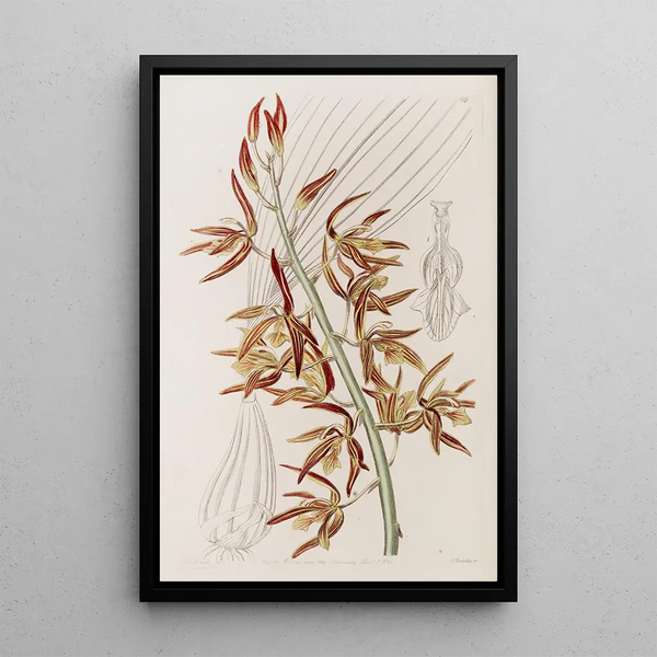 Houlletia rayée - Sydenham Edwards — framed artwork on a wall