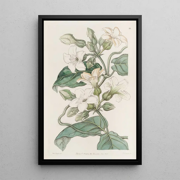 Schubertia with strong odor - Sydenham Edwards — framed artwork on a wall