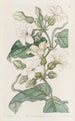 Schubertia with strong odor - Sydenham Edwards — artwork view