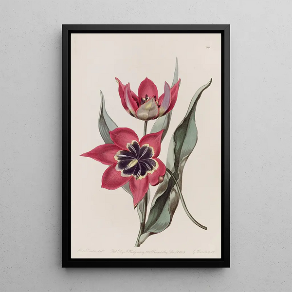 Tulip with Strong Scent - Sydenham Edwards — framed artwork on a wall