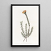 Pultenaea subombellée - Sydenham Edwards — framed artwork on a wall