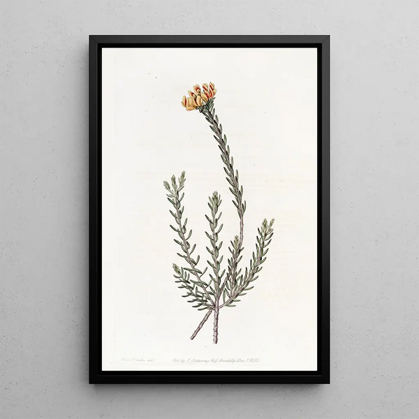 Pultenaea subombellée - Sydenham Edwards — framed artwork on a wall