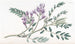 Plant succulent with milk - Sydenham Edwards — artwork view