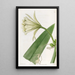 Ismene couleur soufre - Sydenham Edwards — framed artwork on a wall