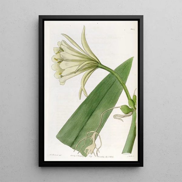 Ismene couleur soufre - Sydenham Edwards — framed artwork on a wall