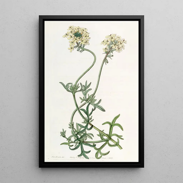 Verveine couleur soufre - Sydenham Edwards — framed artwork on a wall