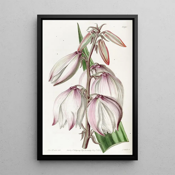 Stunning Adam's Needle Painting - Sydenham Edwards — framed artwork on a wall