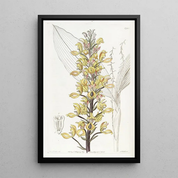 Stunning Govenia Painting - Sydenham Edwards — framed artwork on a wall