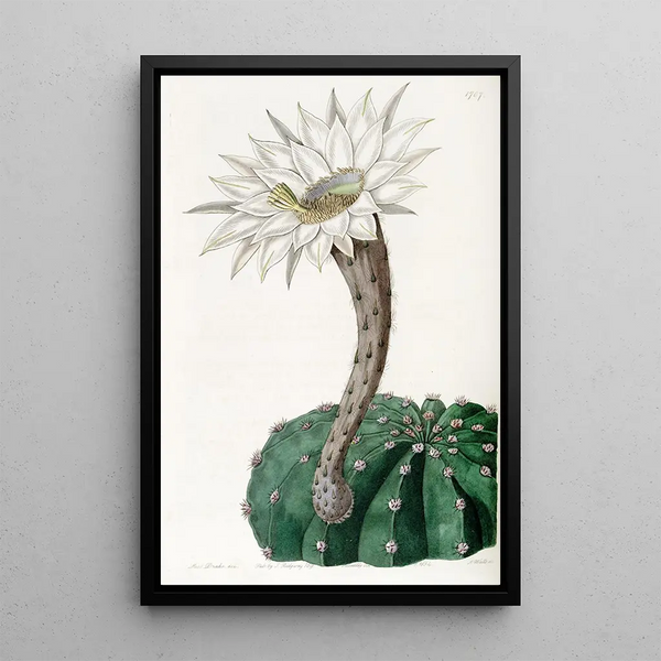 Spicy sweet cactus painting - Sydenham Edwards — framed artwork on a wall