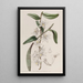 Dendrobium with soft stem - Sydenham Edwards — framed artwork on a wall