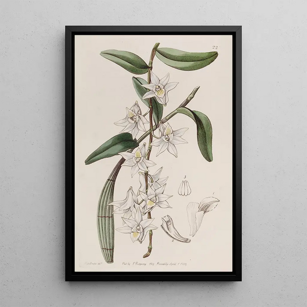 Dendrobium with soft stem - Sydenham Edwards — framed artwork on a wall