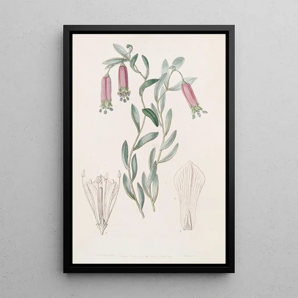 Collania douce - Sydenham Edwards — framed artwork on a wall