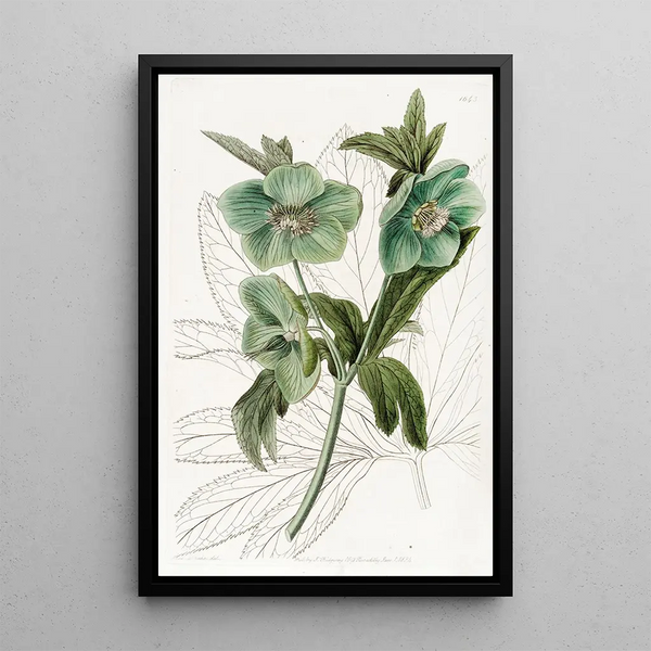 Hellebore doux - Sydenham Edwards — framed artwork on a wall