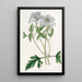Verveine lilas douce - Sydenham Edwards — framed artwork on a wall