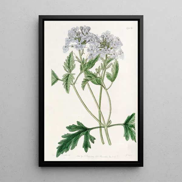 Verveine lilas douce - Sydenham Edwards — framed artwork on a wall