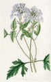 Verveine lilas douce - Sydenham Edwards — artwork view