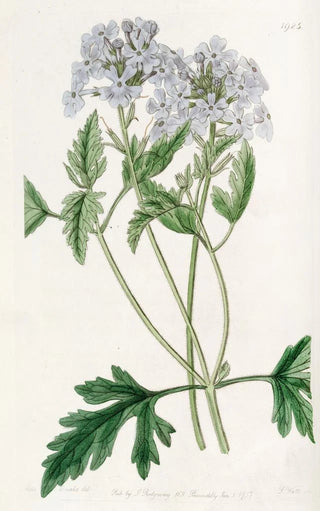 Sydenham Edwards - Sweet Lilac Vervain.webp