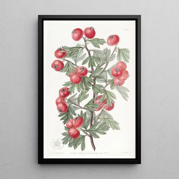 Aubépine la plus douce - Sydenham Edwards — framed artwork on a wall