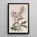 Evening Gillyflower Painting - Sydenham Edwards — framed artwork on a wall