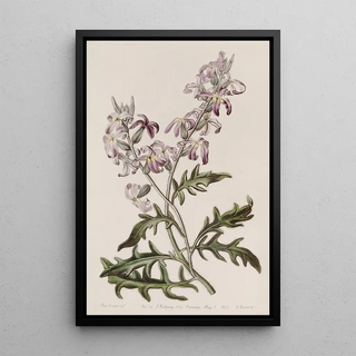 Sydenham Edwards - Sweetest Evening Stock.webp