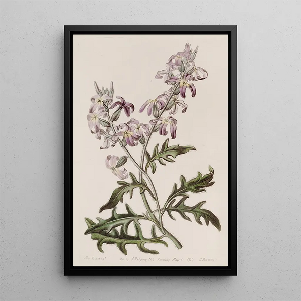 Evening Gillyflower Painting - Sydenham Edwards — framed artwork on a wall