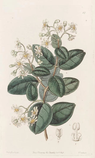 Sydenham Edwards - Sweetscented Boldu.webp