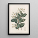 Boldu doux - Sydenham Edwards — framed artwork on a wall