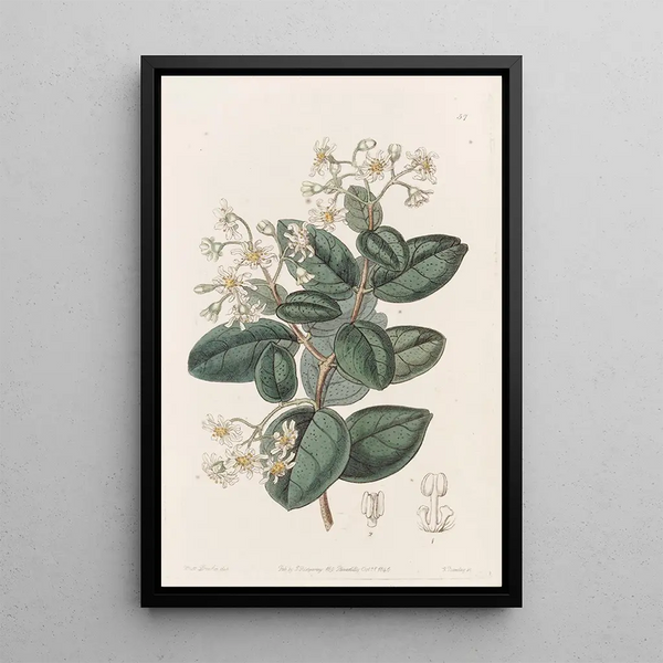 Boldu doux - Sydenham Edwards — framed artwork on a wall