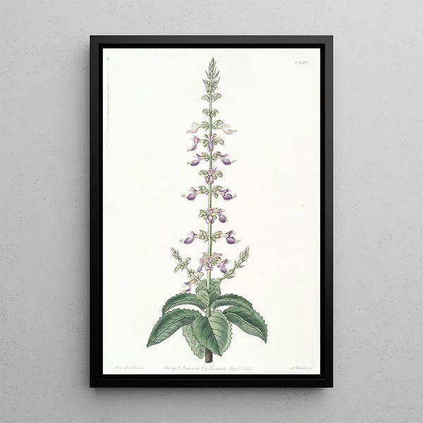 Coléus doux - Sydenham Edwards — framed artwork on a wall