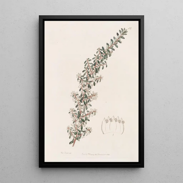Cryptandra doux - Sydenham Edwards — framed artwork on a wall
