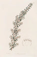 Cryptandra doux - Sydenham Edwards — artwork view