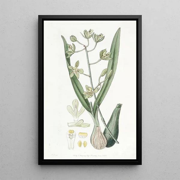 Epidendrum doux - Sydenham Edwards — framed artwork on a wall