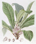 Galipea parfumée - Sydenham Edwards — artwork view