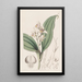 Orchis à cheveux doux - Sydenham Edwards — framed artwork on a wall