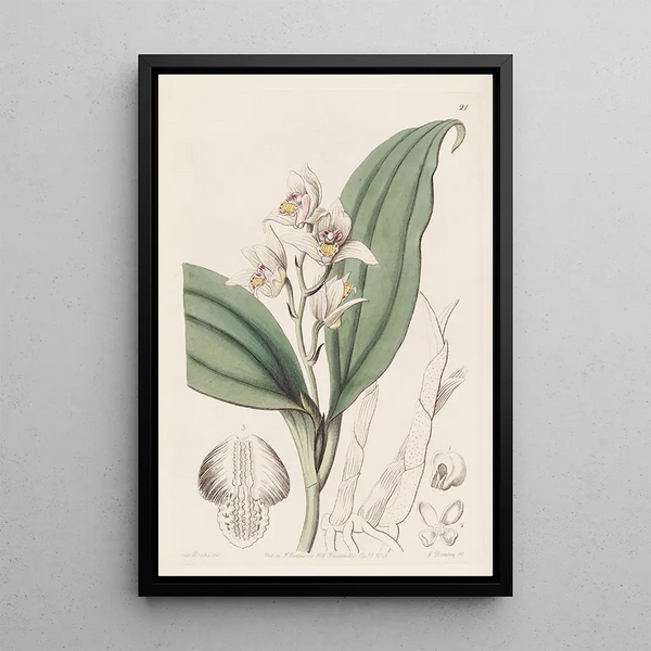 Orchis à cheveux doux - Sydenham Edwards — framed artwork on a wall
