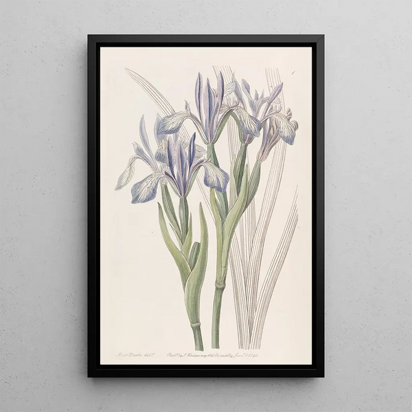 Iris doux - Sydenham Edwards — framed artwork on a wall