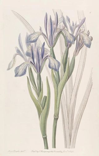 Iris doux - Sydenham Edwards — artwork view