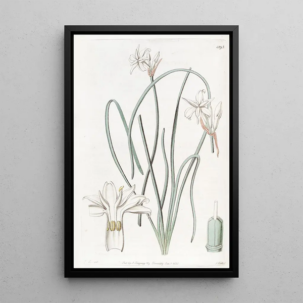 Leucocoryne doux - Sydenham Edwards — framed artwork on a wall