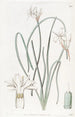 Leucocoryne doux - Sydenham Edwards — artwork view