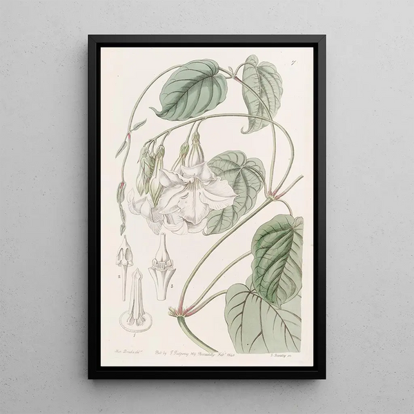 Mandevilla douce - Sydenham Edwards | Painting — framed artwork on a wall