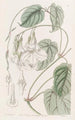 Mandevilla douce - Sydenham Edwards | Painting — artwork view