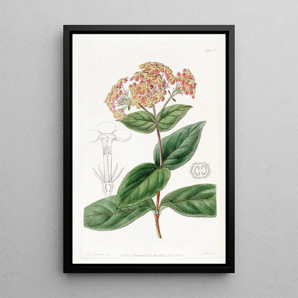 Rondeletia douce - Sydenham Edwards — framed artwork on a wall