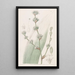 Spiralthread doux - Sydenham Edwards — framed artwork on a wall