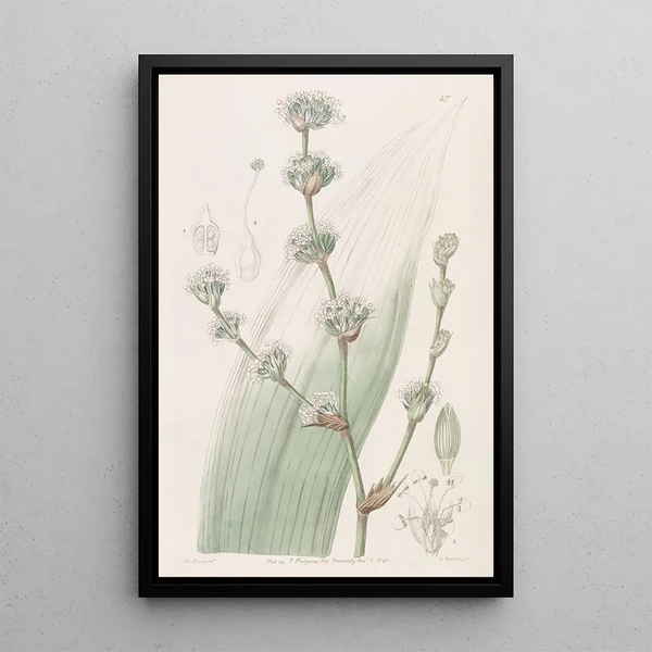 Spiralthread doux - Sydenham Edwards — framed artwork on a wall