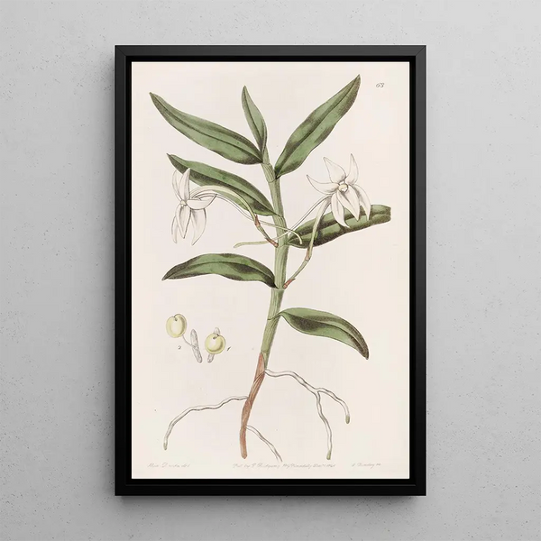 Angrec with sword leaves - Sydenham Edwards — framed artwork on a wall