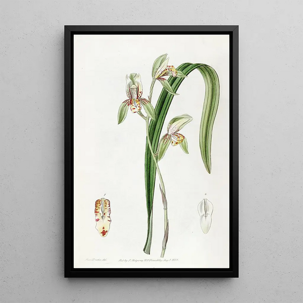 Cymbidium à feuilles d'épée - Sydenham Edwards — framed artwork on a wall