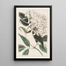 Jasmine with Linden Leaves - Sydenham Edwards — framed artwork on a wall