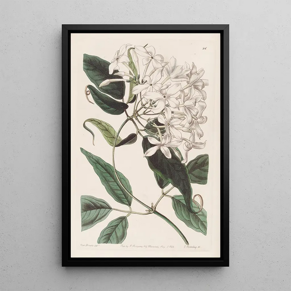 Jasmine with Linden Leaves - Sydenham Edwards — framed artwork on a wall